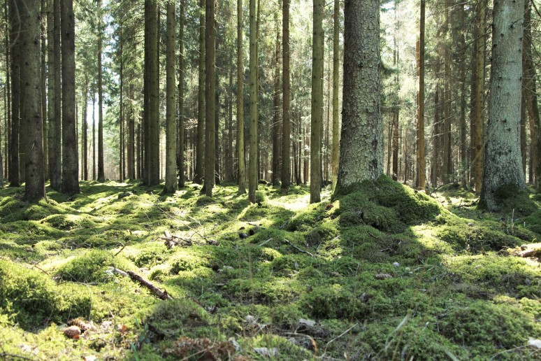 Visuomenė kviečiama teikti pasiūlymus dėl Panevėžio apskrities miškų tvarkymo schemos planavimo...