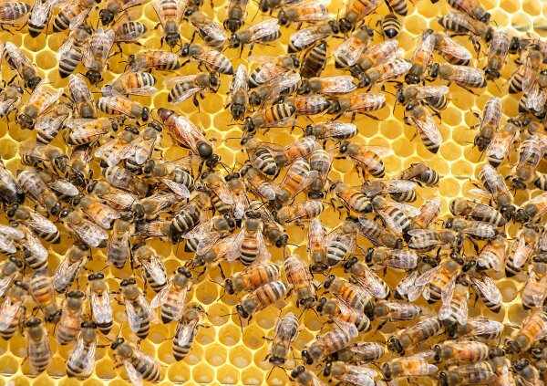 Parama bitininkams už papildomą bičių maitinimą