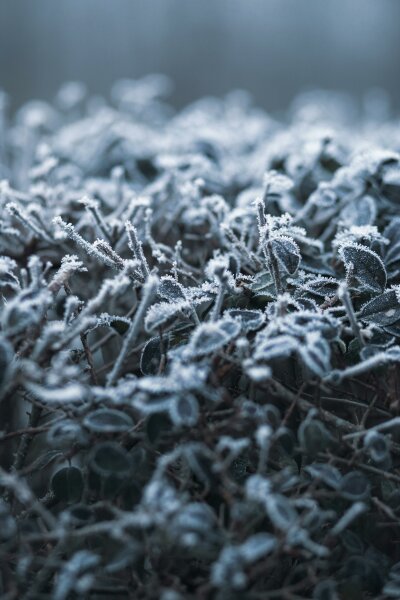 Perspėjimas apie stichinį meteorologinį reiškinį – šalną aktyviosios augalų vegetacijos laikotarpiu